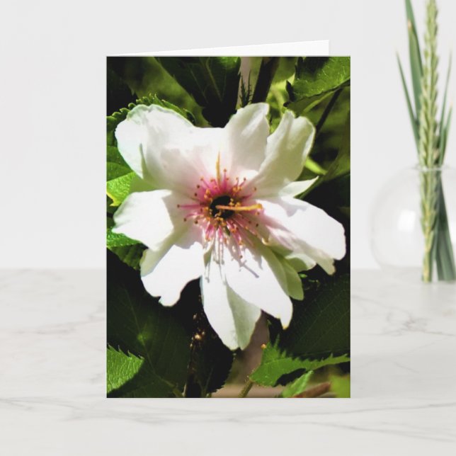 Okame Cherry Tree, card (Front)