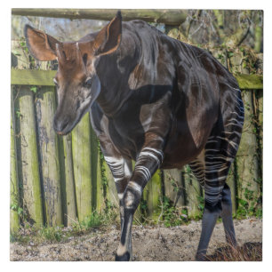 Okapi ceramic photo tile