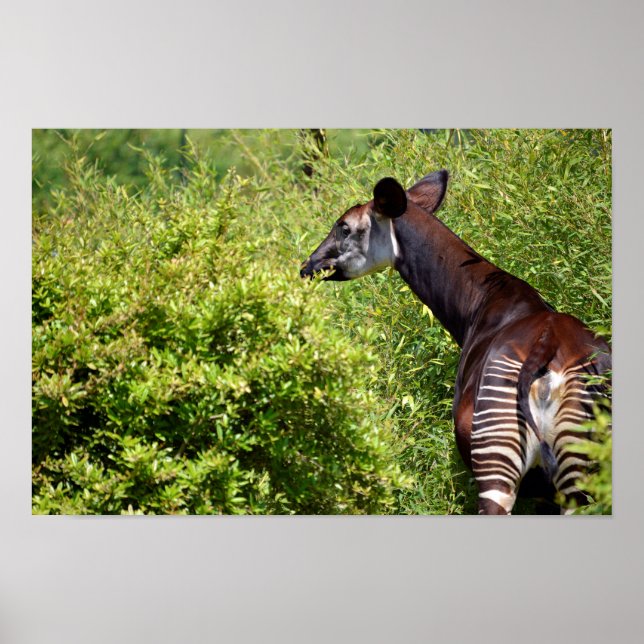 Okapi in the vegetation poster (Front)