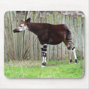 Okapi standing by fence mouse pad