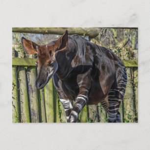 Okapi up close view postcard