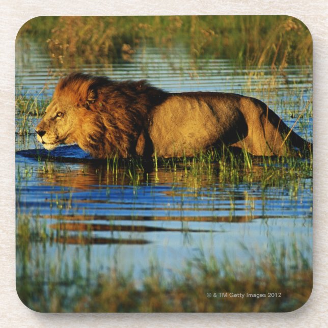 Okavango Delta, Botswana 3 Coaster (Front)