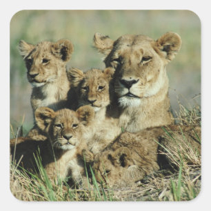 Okavango Delta, Botswana Square Sticker