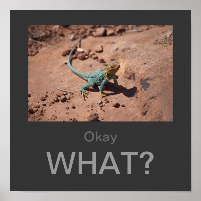 Okay, What? Collared Lizard poster (Front)