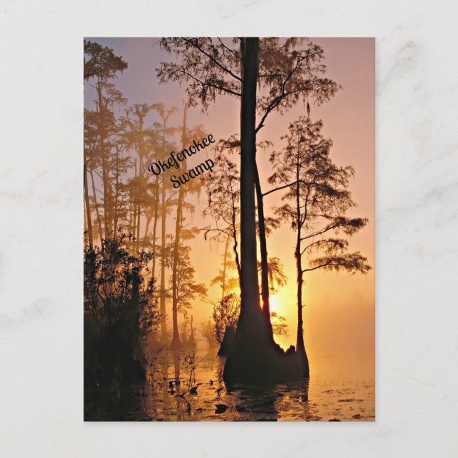 Okefenokee Swamp Postcard (Front)