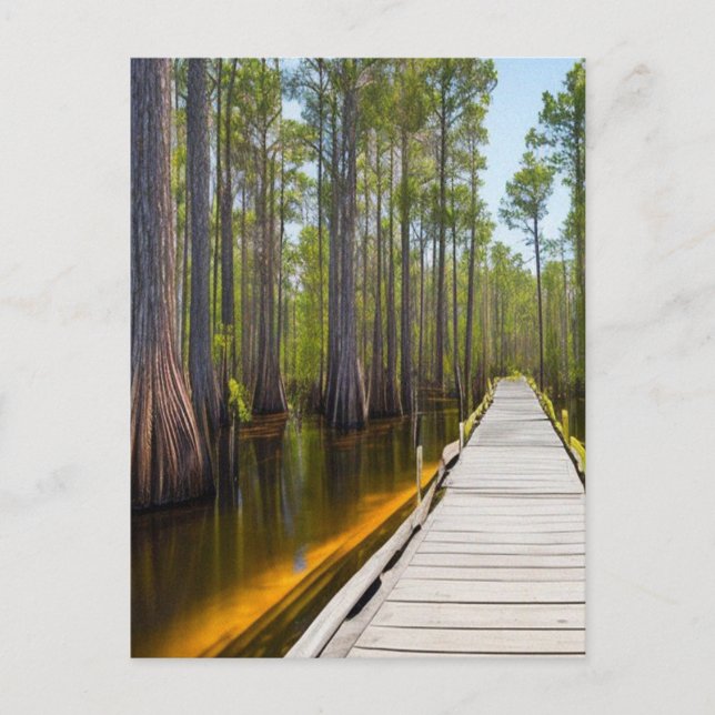 Okefenokee Swamp Postcard (Front)