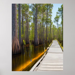 Okefenokee Swamp Postcard Poster
