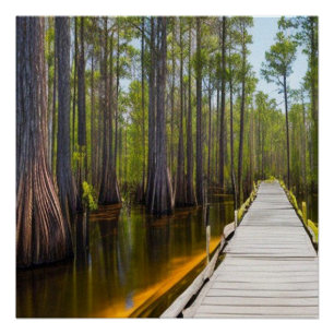 Okefenokee Swamp Poster