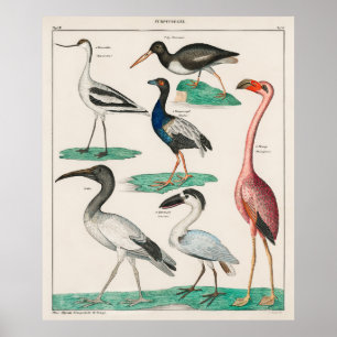 Oken’s Allgemeine Naturgeschichte  Poster