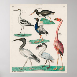 Oken’s Allgemeine Naturgeschichte  Poster