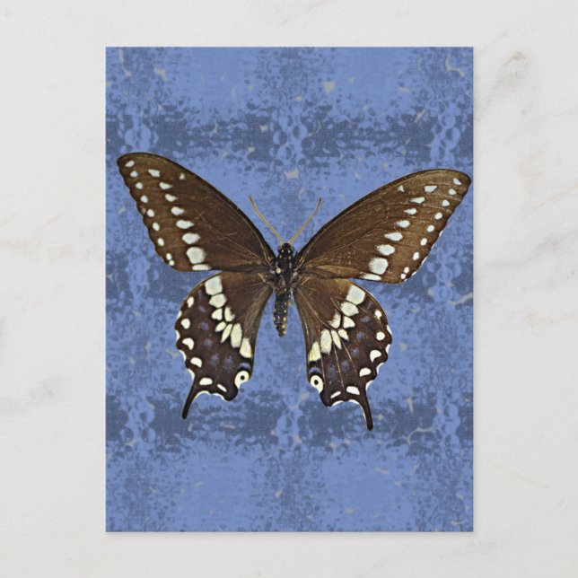 Oklahoma Black Swallowtail Butterfly Postcard (Front)