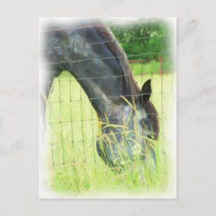 Oklahoma Horses 3 Postcard