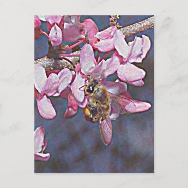 Oklahoma Redbud and Honeybee Postcard (Front)