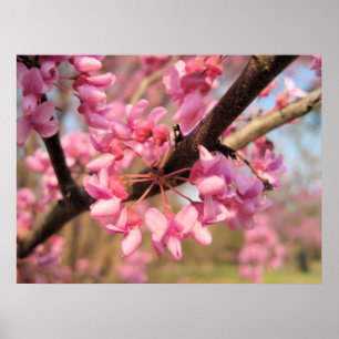Oklahoma Redbud Blossoms II Print
