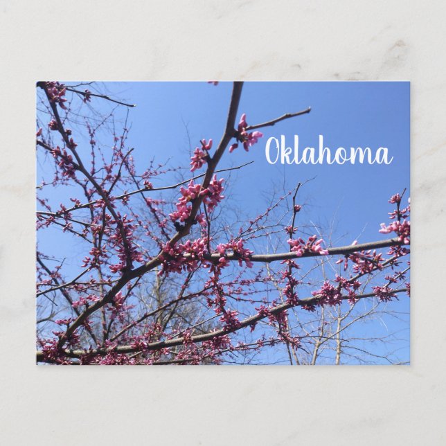 Oklahoma Redbud Postcard (Front)