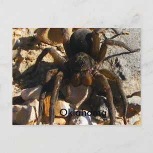 Oklahoma,Spider Postcard