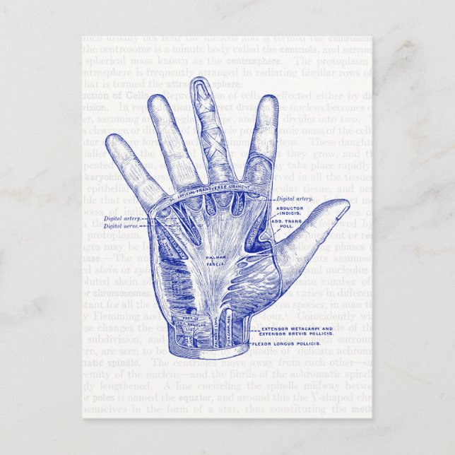 Old Anatomy Drawing Palm of the Hand Postcard (Front)