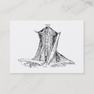 Old Anatomy Illustration Muscles Of The Neck Business Card