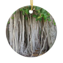 Old ancient ficus tree roots background picture