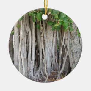 Old ancient ficus tree roots background picture ceramic tree decoration