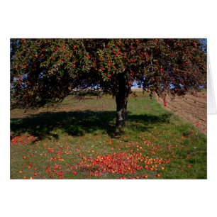 Old Apple Tree