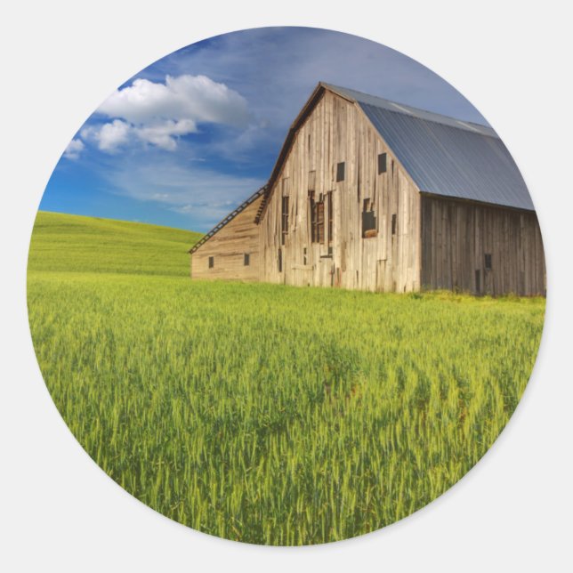 Old Barn in Field of Spring Wheat Sticker (Front)