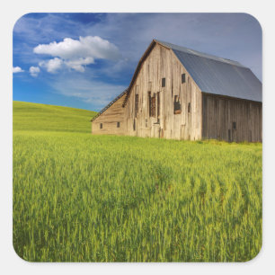 Old Barn in Field of Spring Wheat Sticker