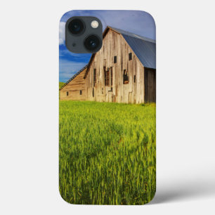 Old Barn Surrounded by Spring Wheat Field 1 iPhone 13 Case
