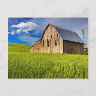 Old Barn Surrounded by Spring Wheat Field 1 Postcard