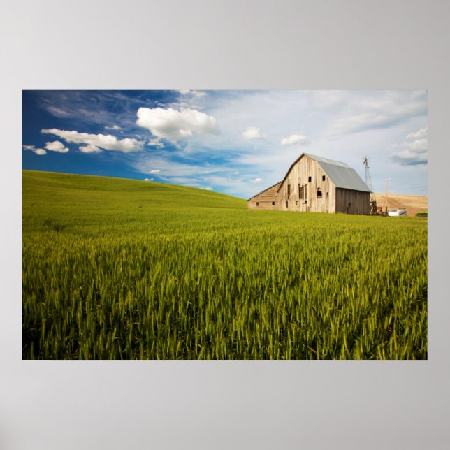 Old Barn Surrounded by Spring Wheat Field 2 Poster (Front)
