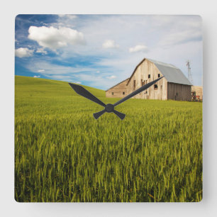 Old Barn Surrounded by Spring Wheat Field 2 Square Wall Clock