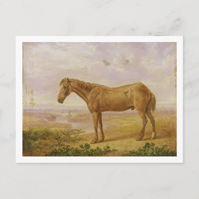 Old Billy, a Draught Horse, Aged 62 (oil on panel) Postcard (Front)
