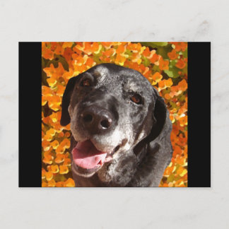 Old Black Labrador Postcard