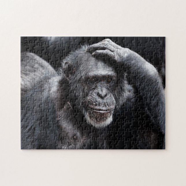 Old Chimpanzee photo puzzle (Horizontal)