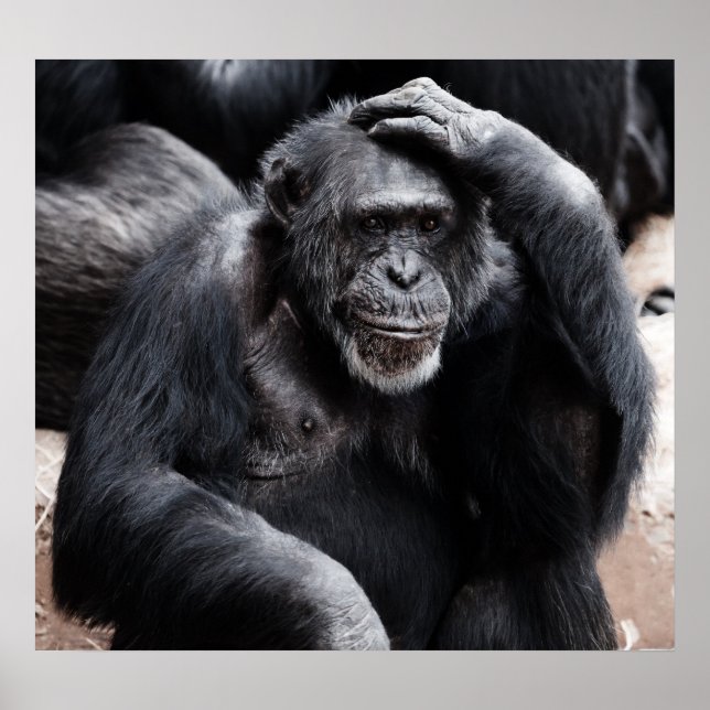 Old Chimpanzee poster (Front)