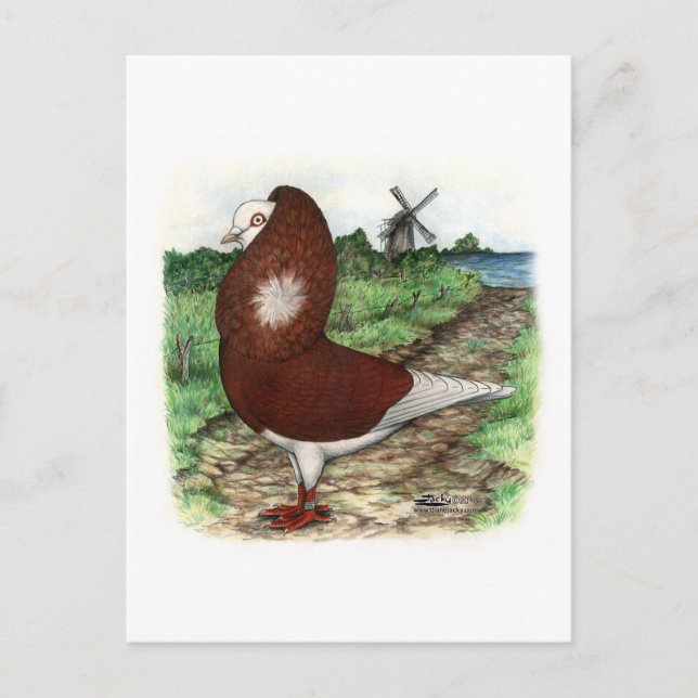 Old Dutch Capuchine Pigeon Postcard (Front)
