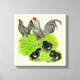 Old English Barred Bantam Family Canvas Print