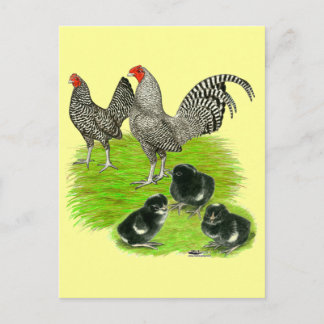 Old English Barred Bantam Family Postcard