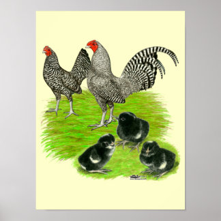 Old English Barred Bantam Family Poster