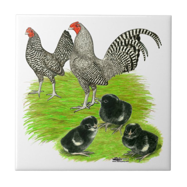 Old English Barred Bantam Family Tile (Front)