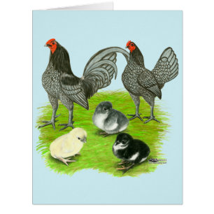 Old English Blue Game Family