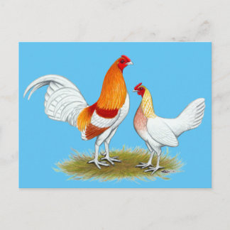 Old English Game Bantam: Red Pyle Postcard