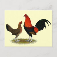 Old English Game Bantams: BB Red Pair