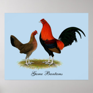 Old English Game Bantams: BB Red Pair Poster