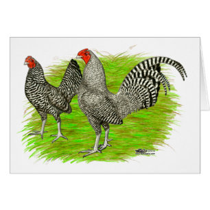 Old English Game Barred Chickens