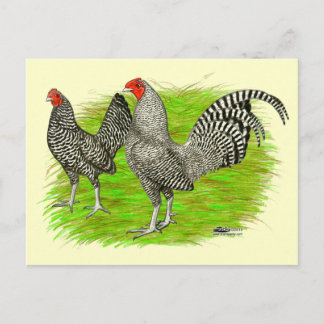 Old English Game Barred Chickens Postcard