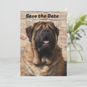 old english Mastiff  Invitation