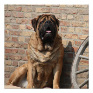 old English Mastiff Poster