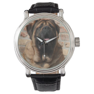 old english Mastiff Watch