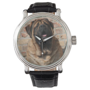 old english Mastiff Watch